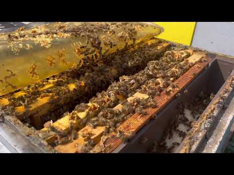 Видео: Первые отводки. Первая прививка маток.