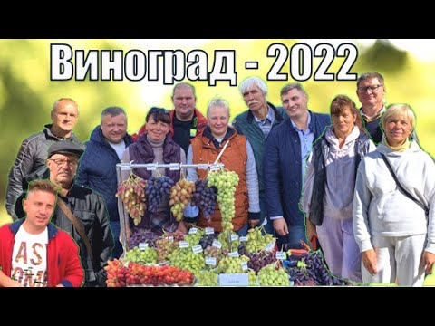 Видео: Виноград - 2022. Выставка винограда в г.п. Самохваловичи /Сорта винограда