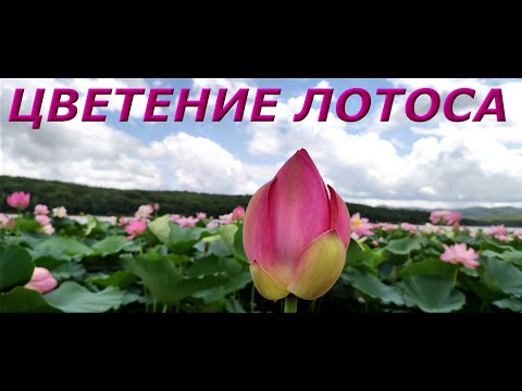 Видео: Лотосы ,Крондштатка, Спасский район !