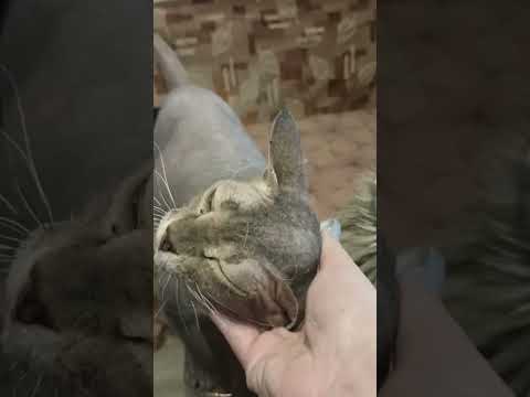 Видео: #shorts #cat #kitty #kittycat #мимишность