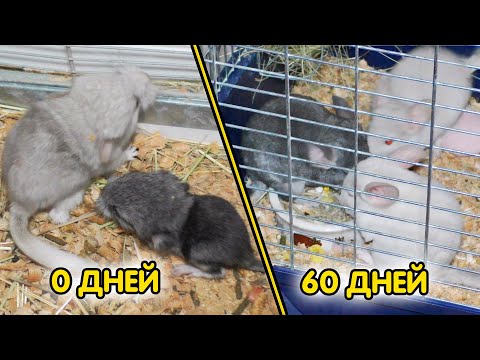 Видео: Шиншиллы от рождения до 2-х месяцев. Как растут шиншиллы