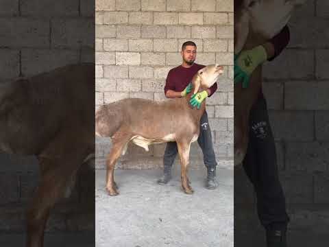 Видео: 8 ноября 2025 г.