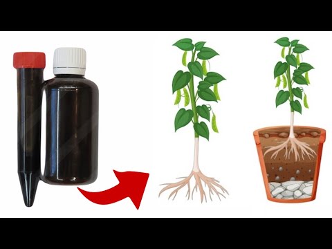 Видео: 2 ғана ТАМШЫ🩸БҰЛ КОКТЕЙЛЬ ГҮЛ🪴 ТАМЫРЫН СҰМДЫҚ ӨСІРТЕДІ✅#коктейль #фикус #бонсай #фикусшривериана