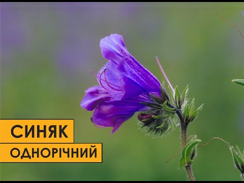 Видео: Синяк подорожниковий - іноземець з амбіціями.