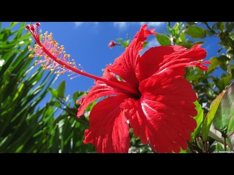 Видео: ТОП-10 лучших КРАСИВО ЦВЕТУЩИХ комнатных растений