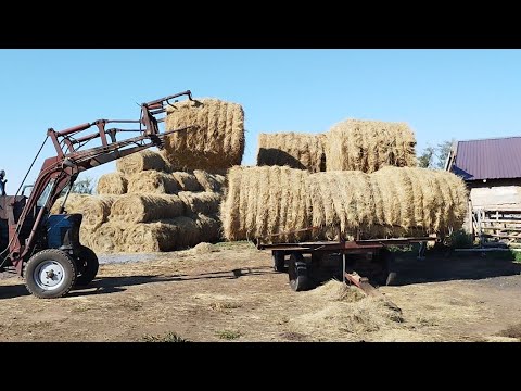 Видео: Шөп тасу