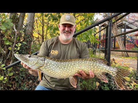 Видео: Возобновляем ловлю щуки на реке Северн