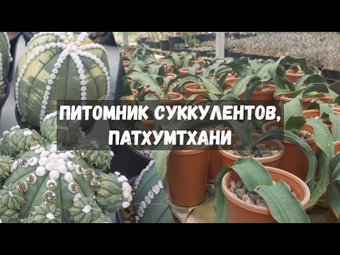 Видео: Питомник суккулентов в Таиланде.