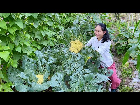 Видео: У цветной капусты, которую мы выращиваем дома, тоже есть цветы, вы ее видели?