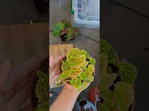 Видео: Розмноження бегоній Breverimosa, Negrosensis, Dracopelta