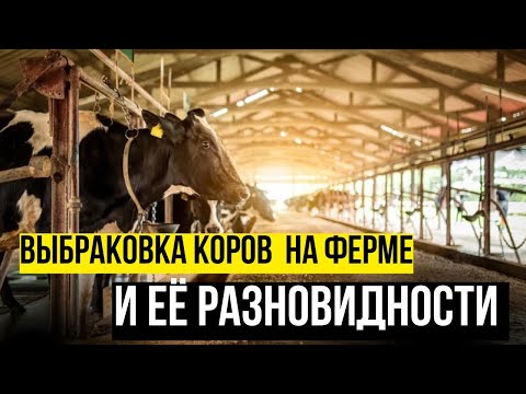 Видео: Выбраковка коров на ферме и её разновидности | Gdemoloko