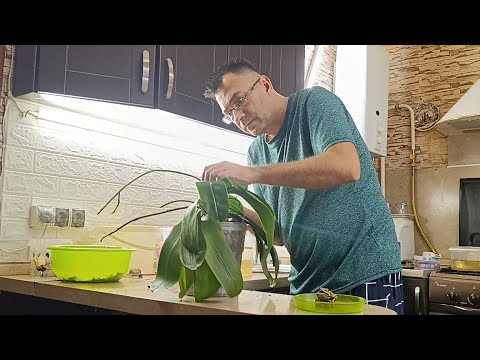 Видео: КАК Я ПЕРЕСАЖИВАЮ 🌺ОРХИДЕИ