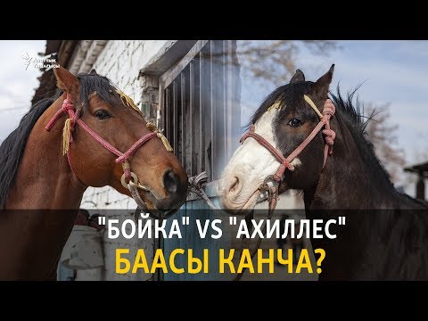 Видео: Көкбөрү: "Ахиллес" vs "Бойка" баасы канча?