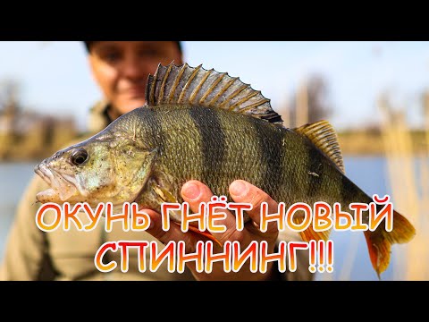 Видео: ОКУНЬ гнёт НОВЫЙ спиннинг Nautilus Fugu 💪 Тест 👍 Обзор 😉