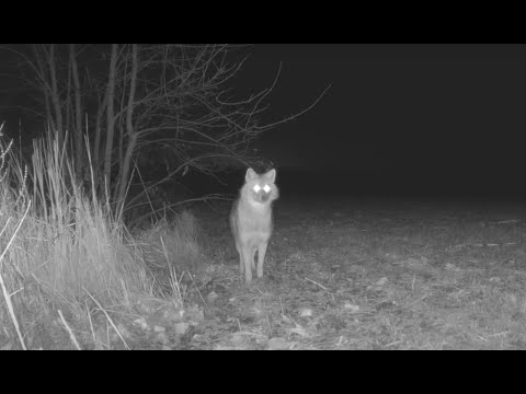 Видео: Охота на волка. Телята как приманка. Ночую в засидке.