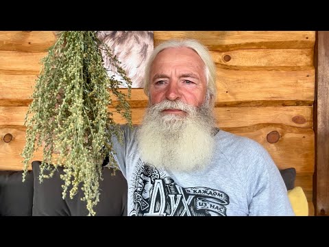 Видео: Секреты заваривания ПОЛЫНИ!