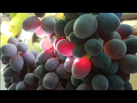 Видео: Виноробство 25. Ч.2, Юпітер