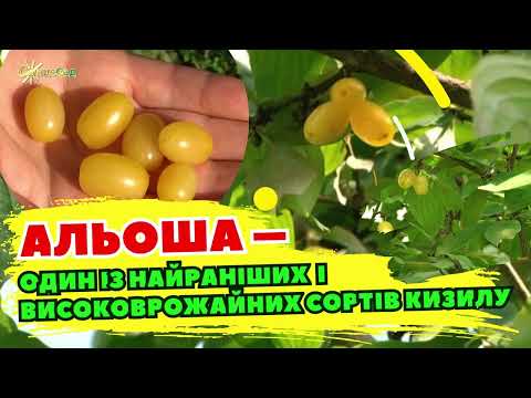 Видео: Альоша – один із найраніших і високоврожайних сортів кизилу