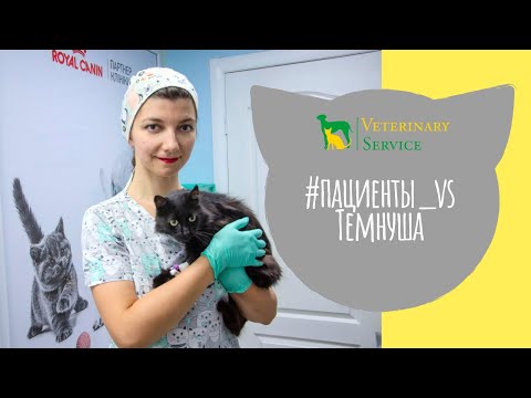 Видео: У кошки проблемы с зубами