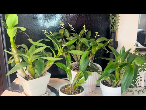Видео: Как ухаживать за дендробиумом секции латурия. Den. spectabile, Mini Flakes , Roy Tokunaga и др.