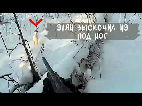 Видео: ВЫПНУЛ ЗАЙЦА С ЛЕЖКИ. Охота на зайца беляка.