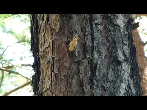 Видео: Этот звук издают Цикады. Гёйнюк/Кемер/Анталия/Турция