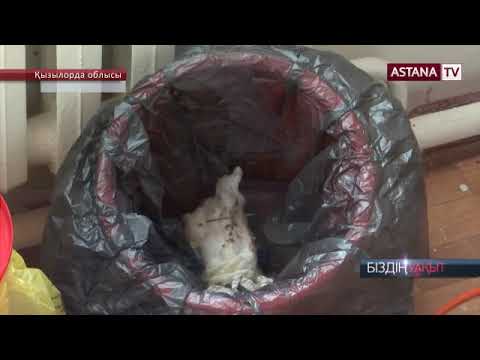 Видео: Сүтке су қосып беру. Қызылорда облысындағы балалардың жазғы демалыс орындары туралы...