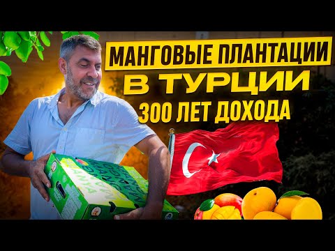 Видео: Бизнес : Манговые плантации в Турции. Как заработать на манго. Почему он дорогой в Турции.