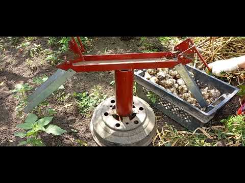 Видео: Копаем и обрезаем озимый чеснок урожая 2022 года