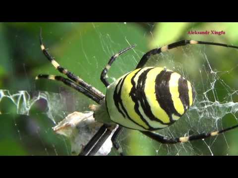 Видео: Пауки.Пауки садовые