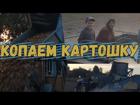 Видео: ТРАКТОРИСТ | КОПАЕМ КАРТОШКУ ТРАКТОРОМ JINMA 240 БОЛКО Z -  643 | ОЧЕНЬ ХОРОШИЙ УРОЖАЙ