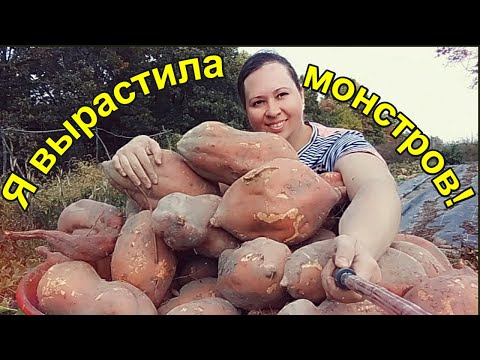 Видео: Как я вырастила огромный батат!!!