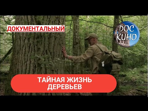 Видео: 🎭ТАЙНАЯ ЖИЗНЬ ДЕРЕВЬЕВ 🌎 ДОКУМЕНТАЛЬНОЕ КИНО 🎆 2019