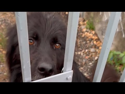 Видео: Выхаживаем больных собак/Каждый день новые приключения