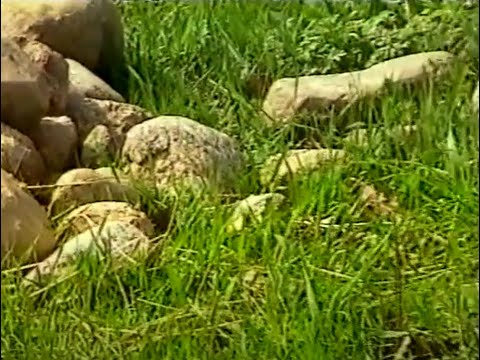 Видео: Как хоронили наших предков [1997]