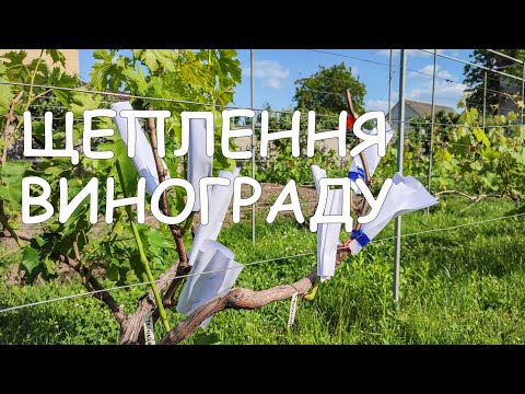 Видео: 🔴🇺🇦Щеплення Винограду  чорним в зелене
