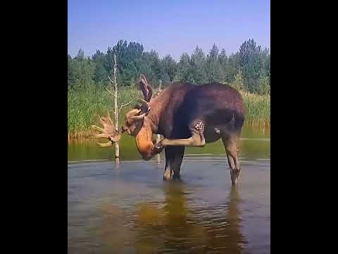 Видео: самое популярное видео этого месяца
