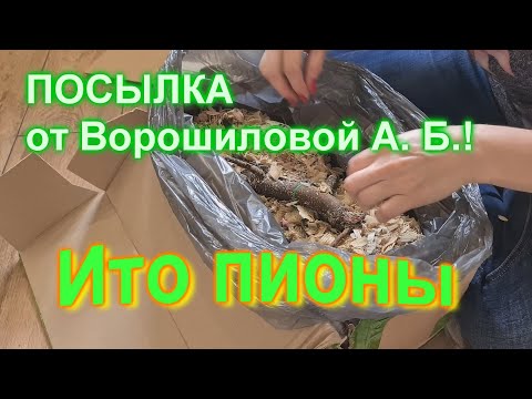 Видео: Посылка от Анны Борисовны Ворошиловой с пионами ито-гибридами!