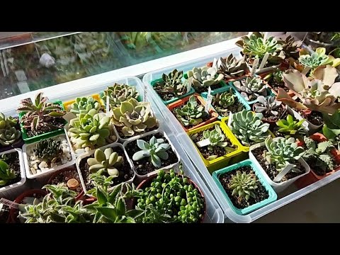 Видео: Мои суккуленты на южном подоконнике 🌵❤️🌿