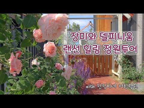 Видео: Тур по саду роз и дельфиниумов