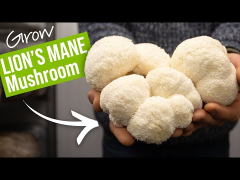 Видео: Как вырастить львиную гриву! | GroCycle