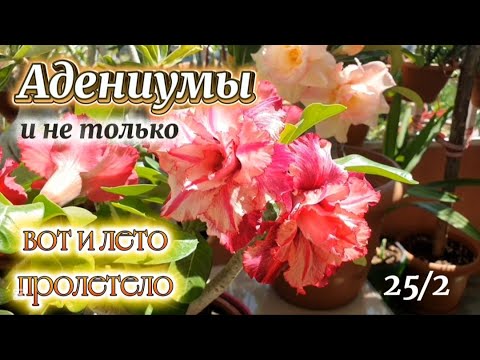 Видео: Цветение Адениумов  Прощай Лето 25  Теветия