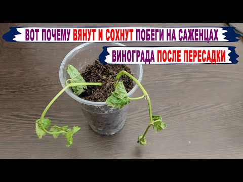 Видео: 🍇 Почему после ПЕРЕСАДКИ в грунт ВЯНУТ и ПОГИБАЮТ зеленые побеги на укорененных черенках винограда.