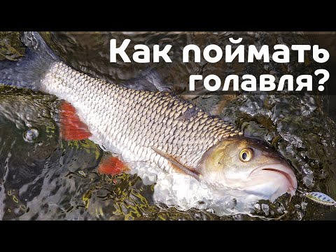 Видео: Как поймать первого голавля на спиннинг? Приманки, проводки, места, снасти / CF Alpha 712ULS