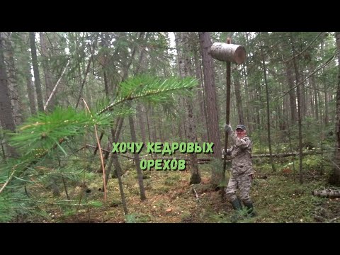 Видео: За кедровыми орехами.
