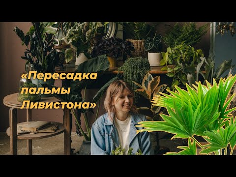 Видео: Пересадка пальмы Ливистона