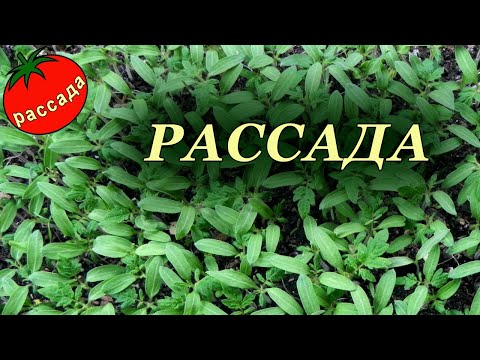 Видео: РАССАДА В ВОПРОСАХ И ОТВЕТАХ