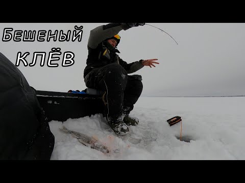 Видео: Бешеный КЛЁВ судака на БЛЕСНУ.  Рыбалка на льду.  Судачим!