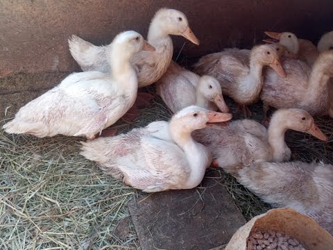 Видео: Утки Агидель 35 дней