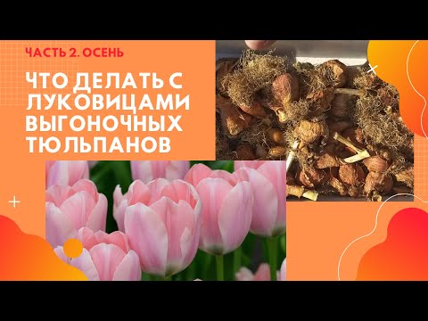 Видео: Как сохранить луковицы выгоночных тюльпанов. Часть2